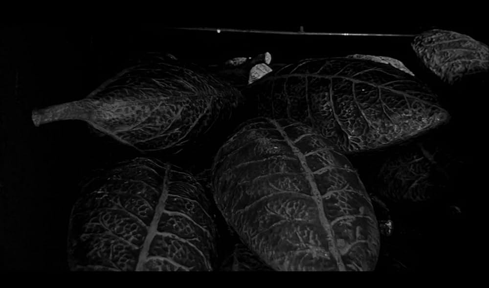 ボディ・スナッチャー/恐怖の街の画像