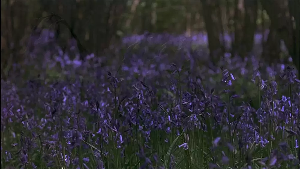 秘密の花園の画像