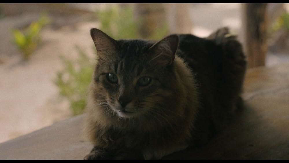 コート・スティーリングの画像