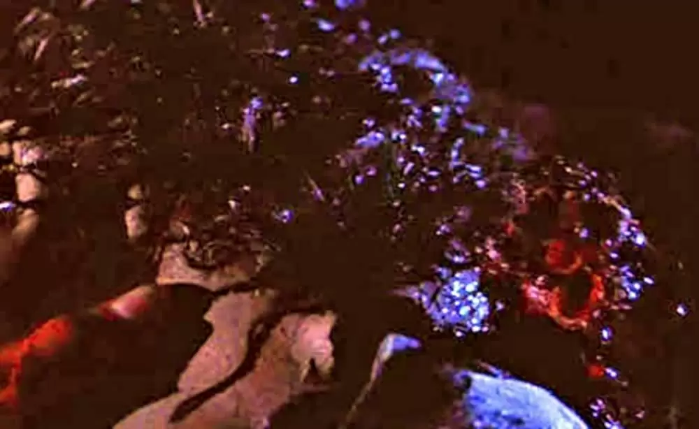 ハロウィン6 最後の戦い プロデューサーズ・カットの画像