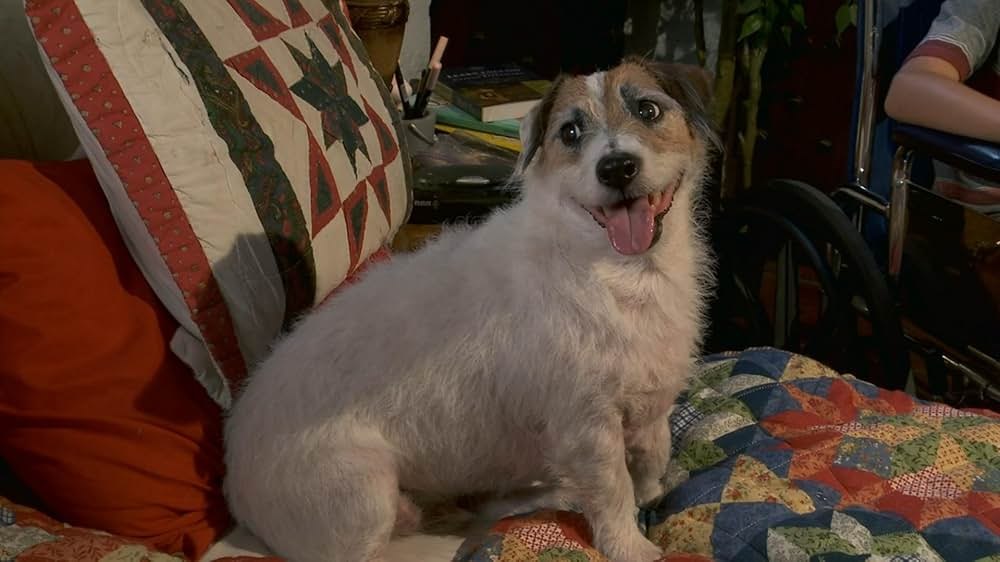 スター犬マーフィーの大脱走の画像