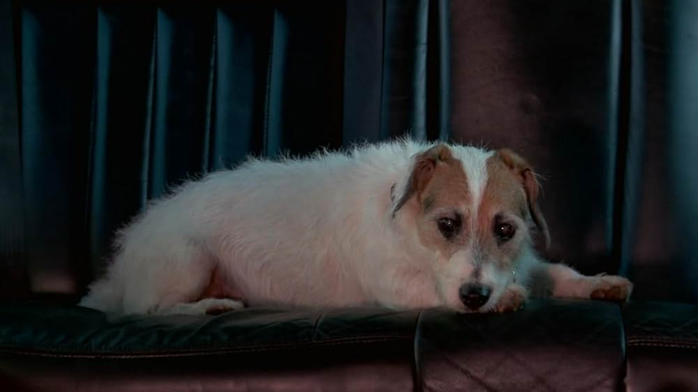 スター犬マーフィーの大脱走の画像