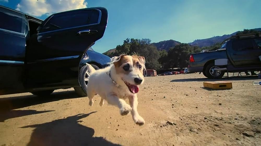 スター犬マーフィーの大脱走の写真