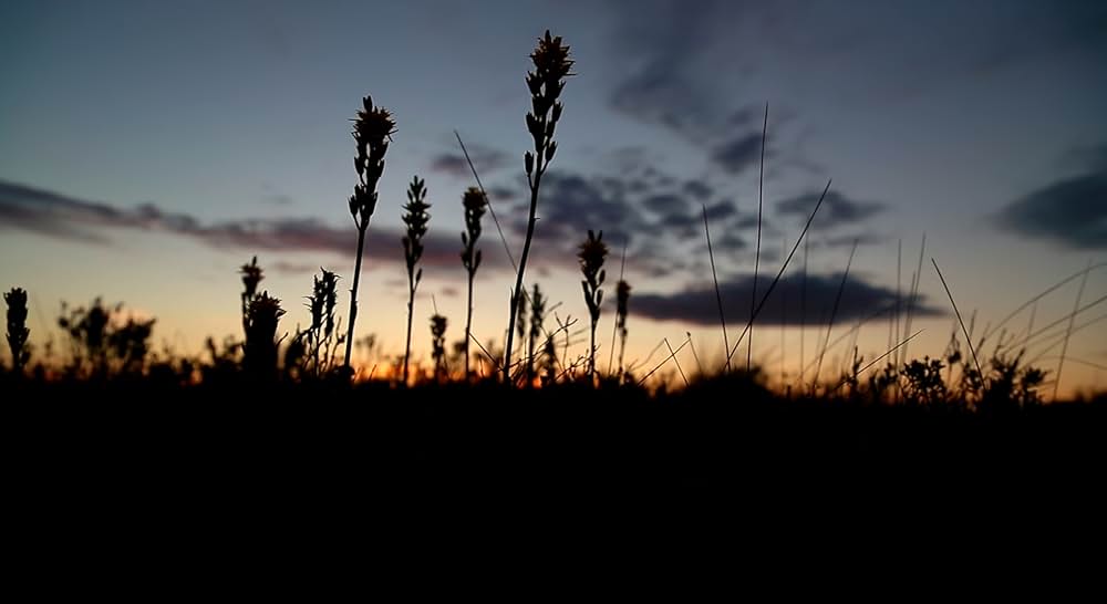 フロム・ザ・ダークの画像