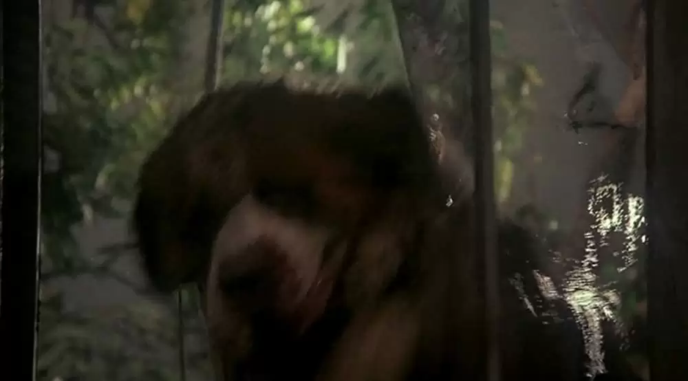 クジョーの画像