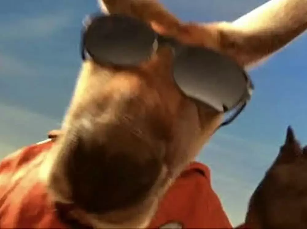 カンガルー・ジャックの画像