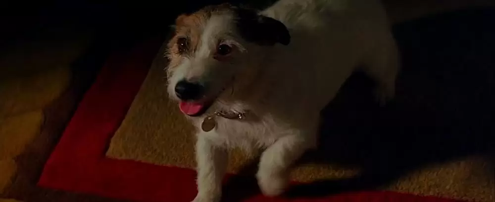 カンガルー・ジャックの画像