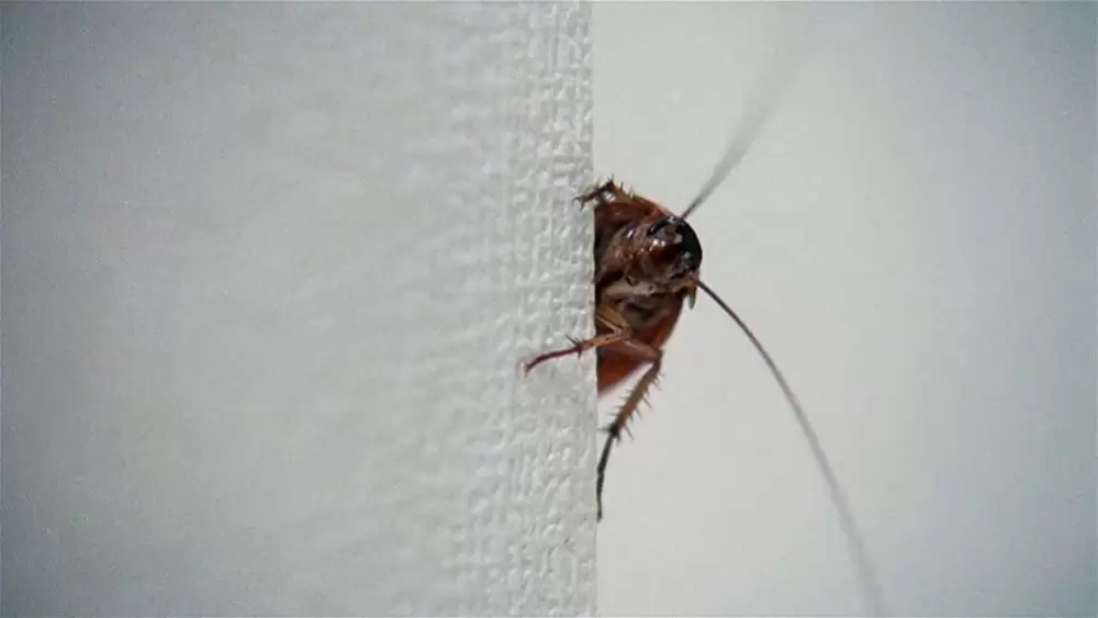 「クリープショー」の画像