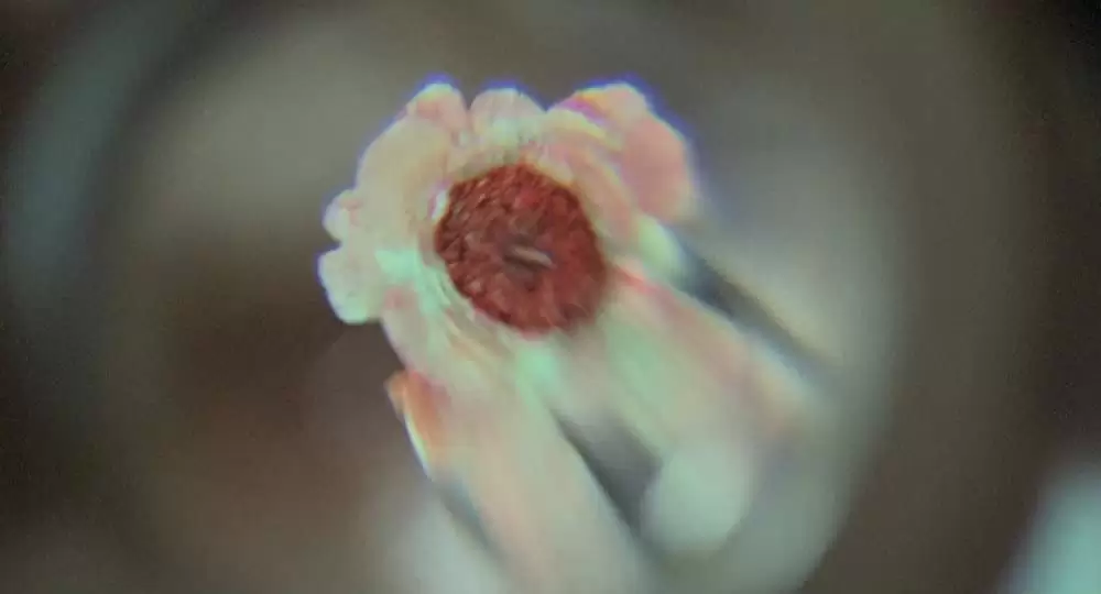 SF／ボディ・スナッチャーの画像