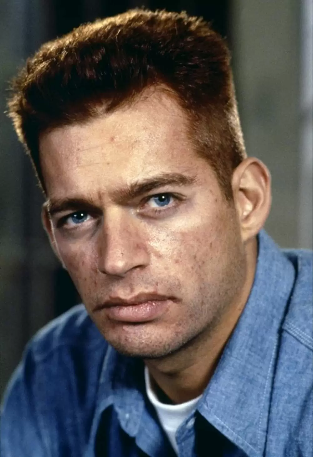 コピーキャットの画像