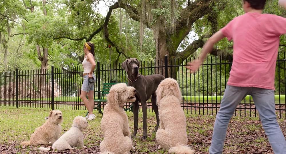 Think Like a Dog（原題）の画像