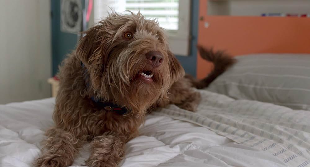 Think Like a Dog（原題）の画像