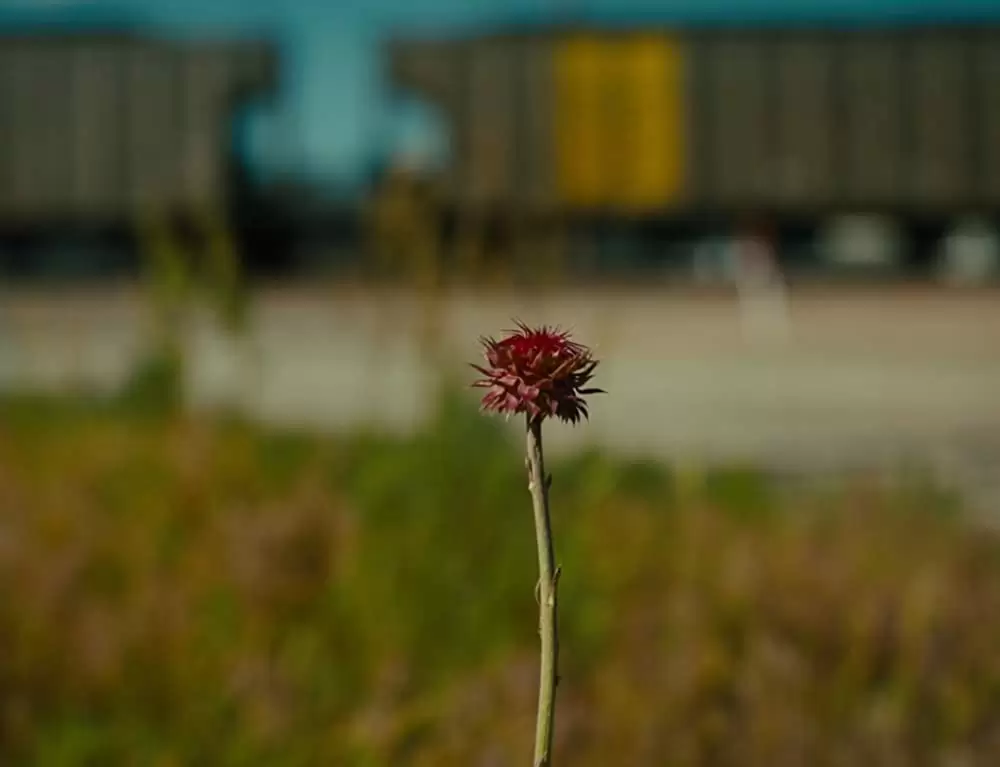 アメリカン･ハニーの画像