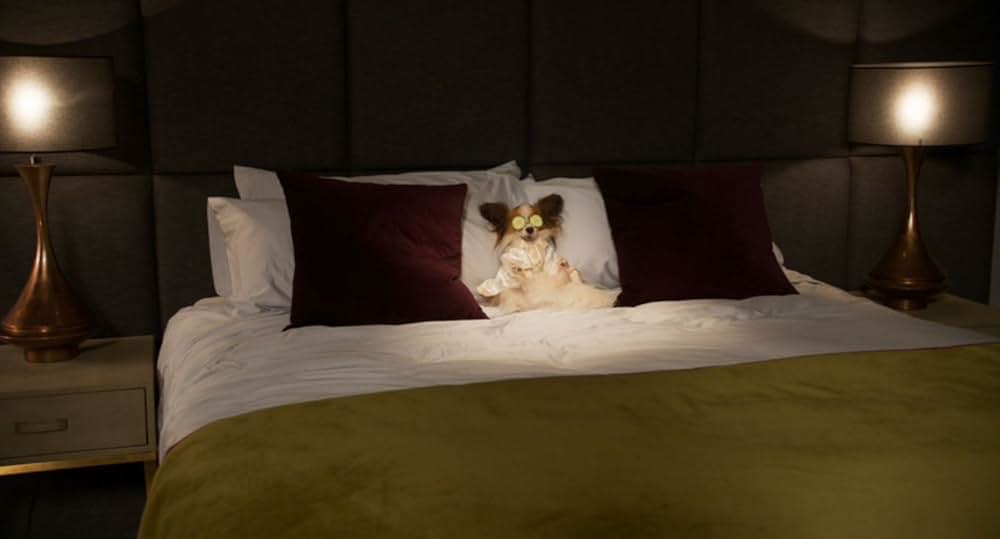 Show Dogs（原題）の画像