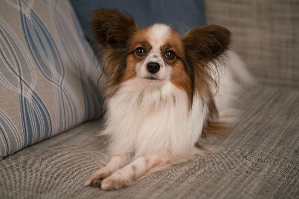 Show Dogs（原題）の画像