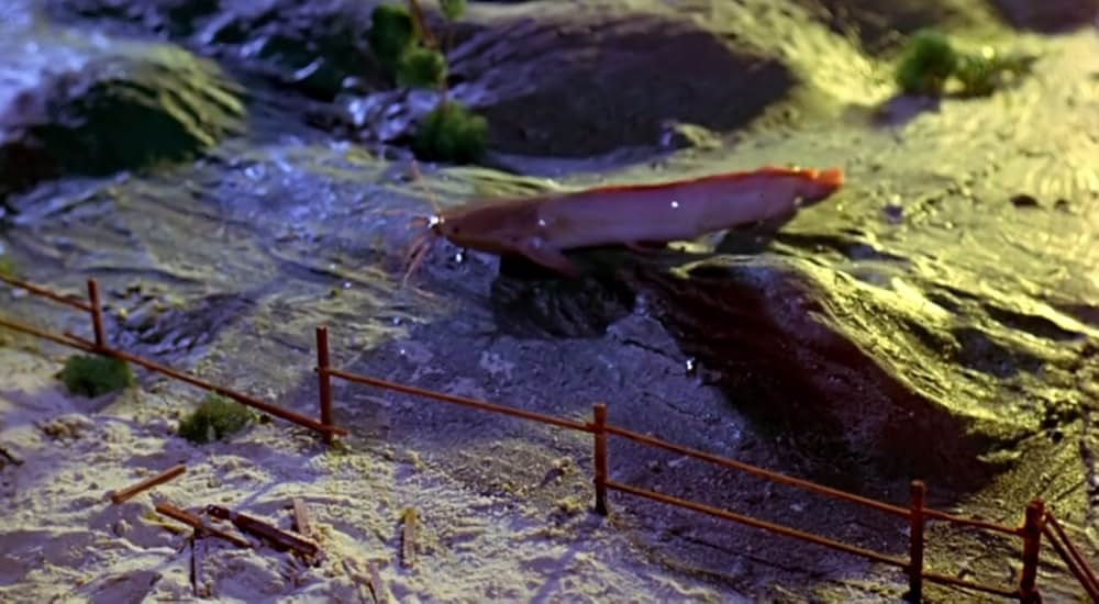 Zaat（原題）の画像