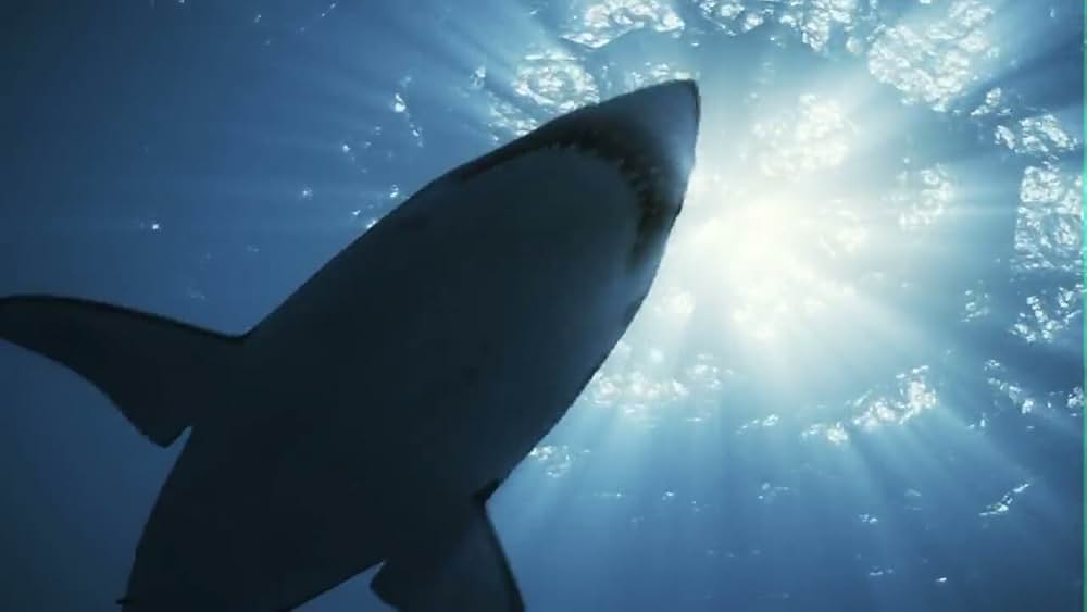 ロスト・ジョーズの画像