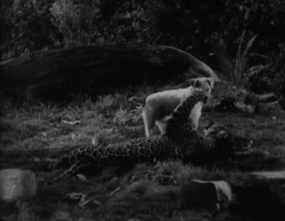 夕陽特急の画像