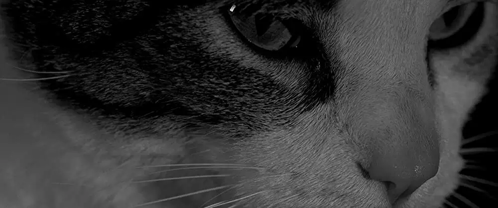 ザ・ヴァンパイア 残酷な牙を持つ少女の画像