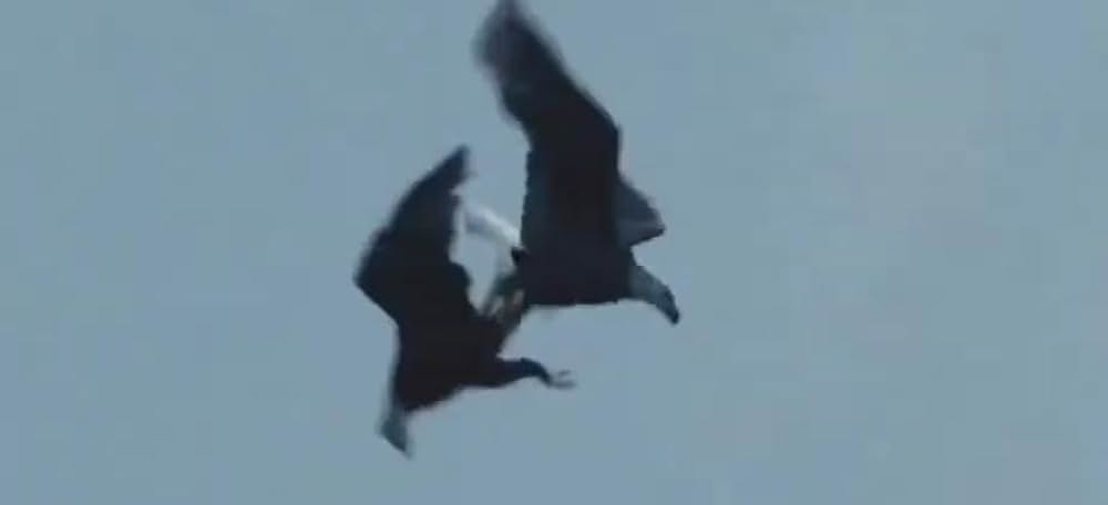 ビッグ・ボーイズ しあわせの鳥を探しての画像