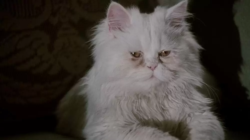 ナインハーフの画像