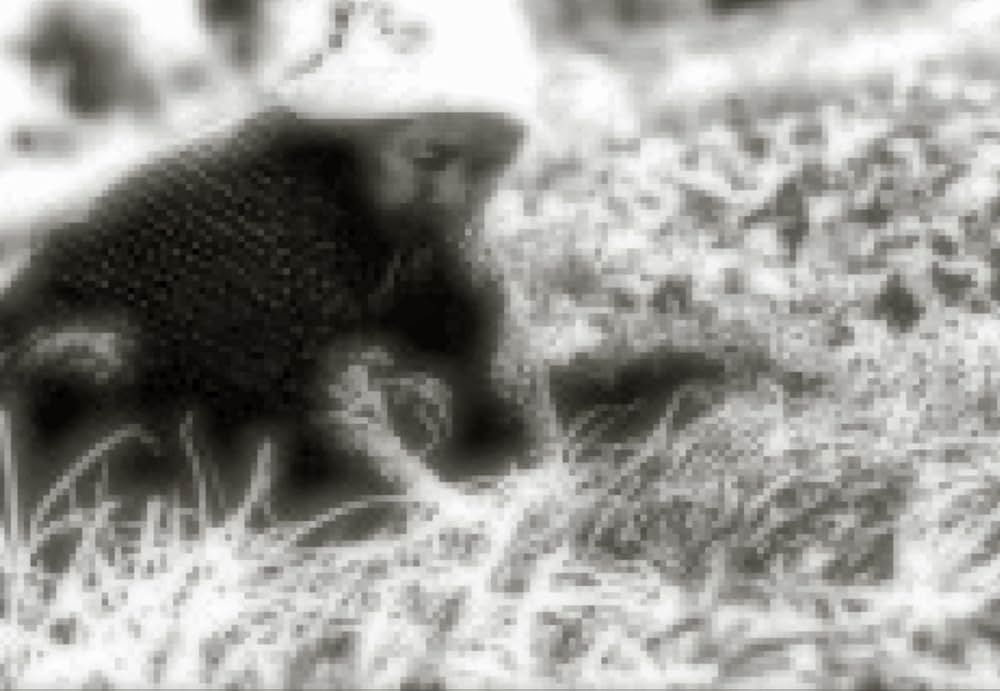 草とり草紙の写真