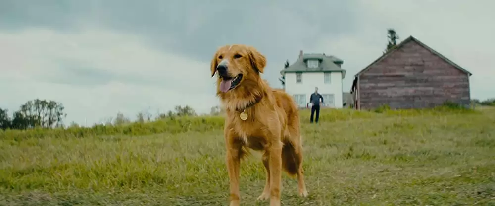 僕のワンダフル・ライフの画像