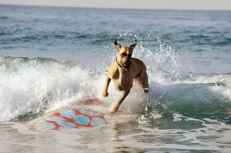 サーフィン ドッグの画像
