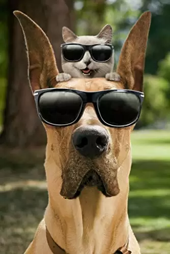 「サーフィン ドッグ」オーウェン・ウィルソン & ジョージ・ロペスの画像