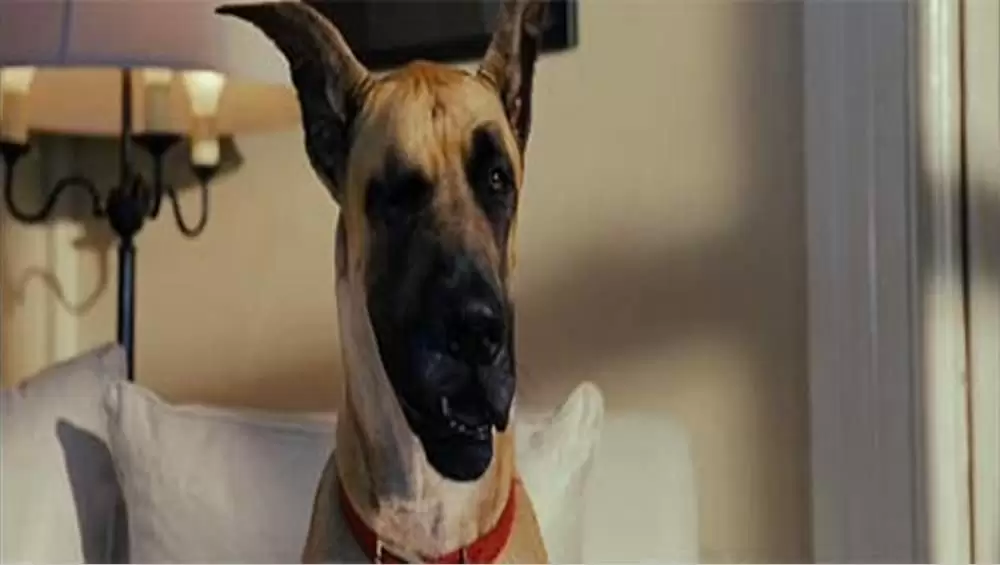 サーフィン ドッグの画像