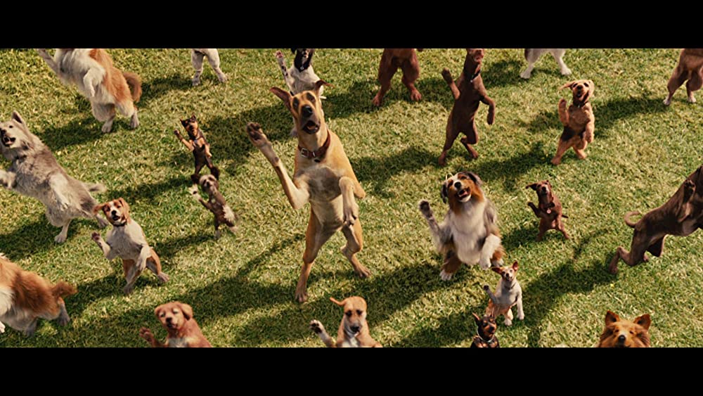 サーフィン ドッグの画像