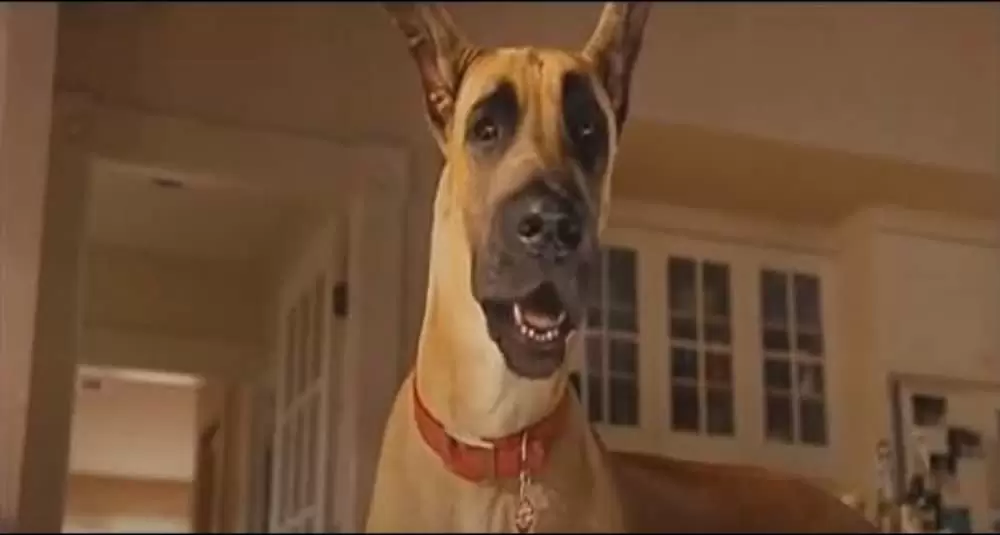 サーフィン ドッグの画像