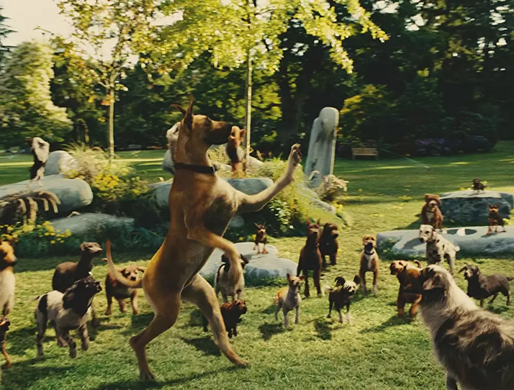 サーフィン ドッグの画像