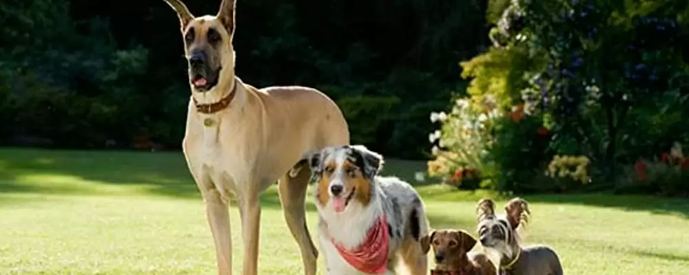 「サーフィン ドッグ」オーウェン・ウィルソン & スティーブ・クーガン & エマ・ストーン & クリストファー・ミンツ＝プラッセの画像