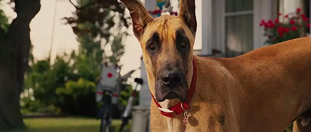 サーフィン ドッグの画像