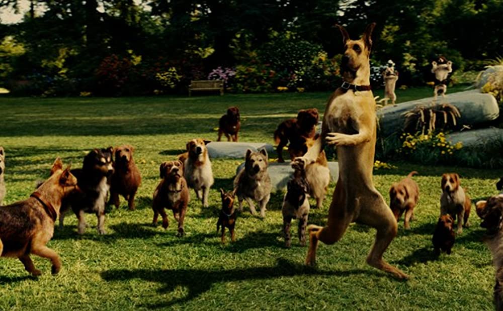 サーフィン ドッグの画像