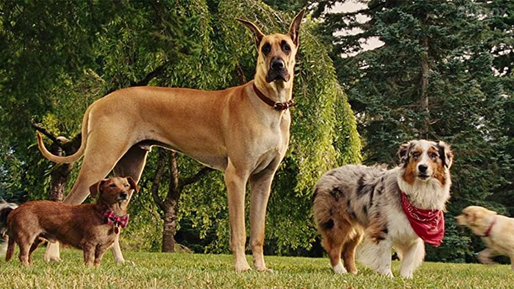 サーフィン ドッグの画像