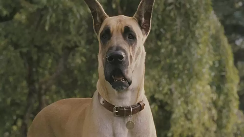 サーフィン ドッグの画像