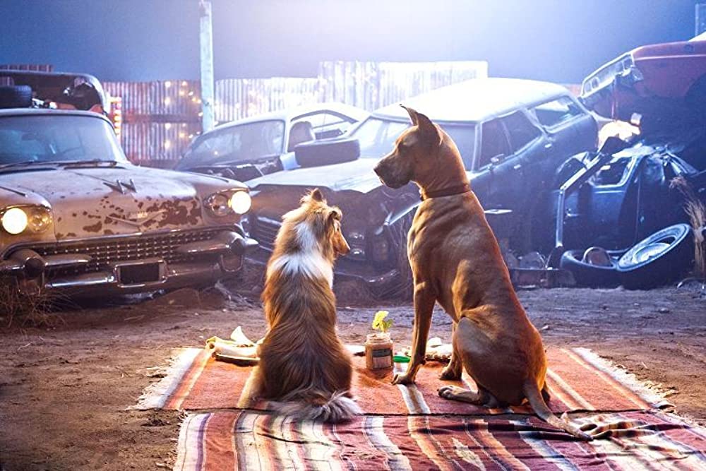 サーフィン ドッグの画像