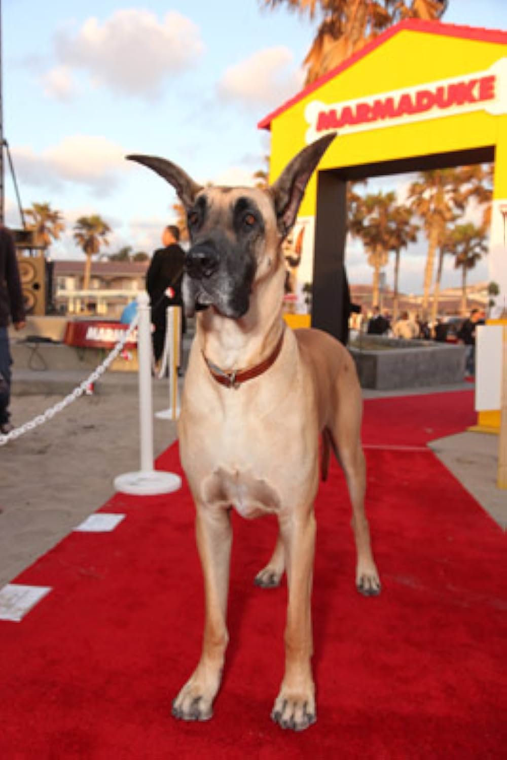 サーフィン ドッグの画像