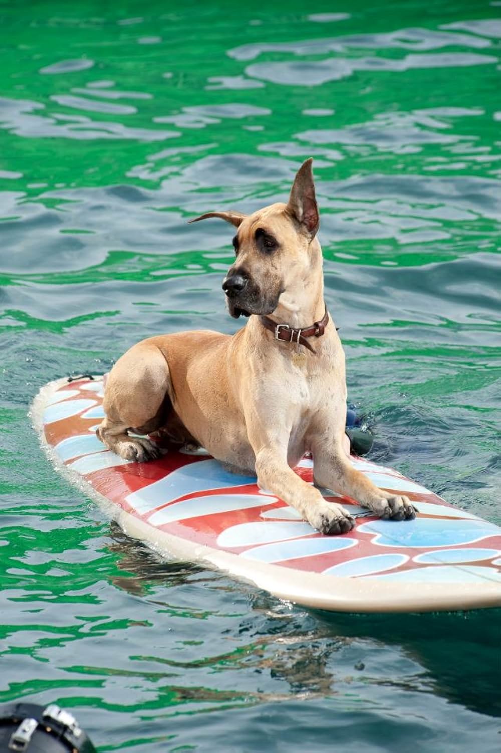 サーフィン ドッグの画像