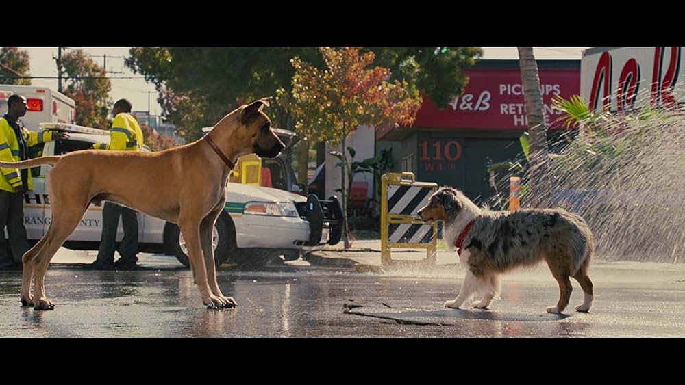 サーフィン ドッグの画像