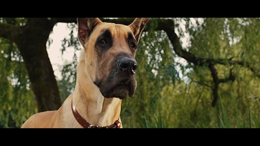 サーフィン ドッグの画像