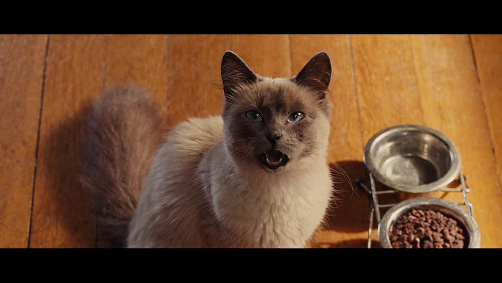 サーフィン ドッグの画像