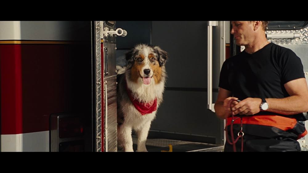 サーフィン ドッグの画像