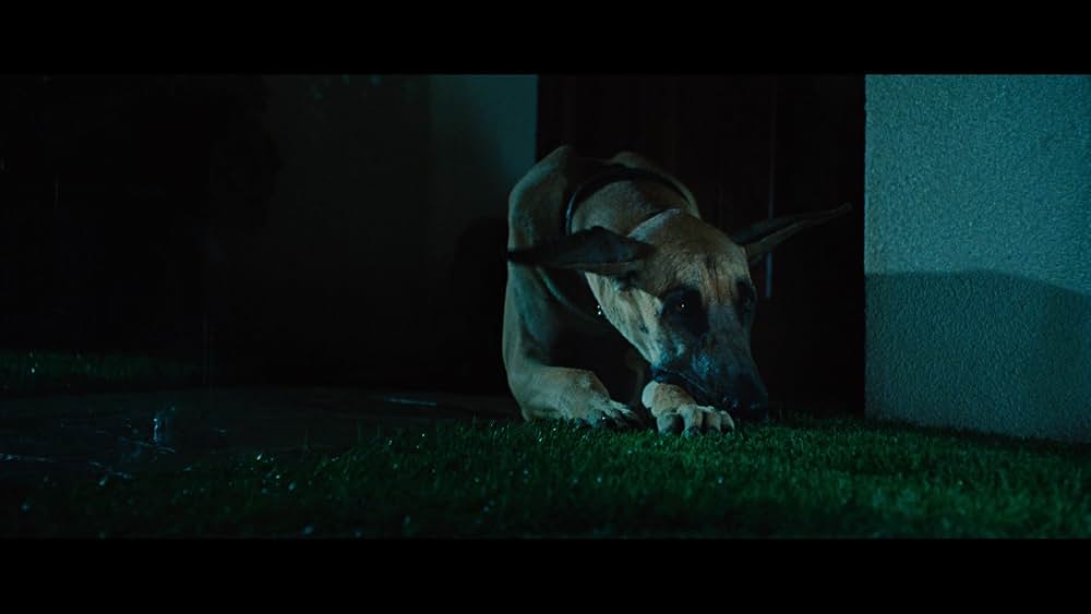 サーフィン ドッグの画像