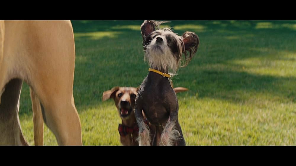 サーフィン ドッグの画像