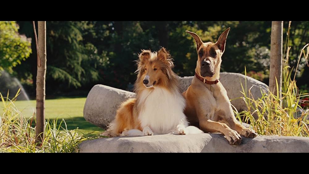 サーフィン ドッグの画像