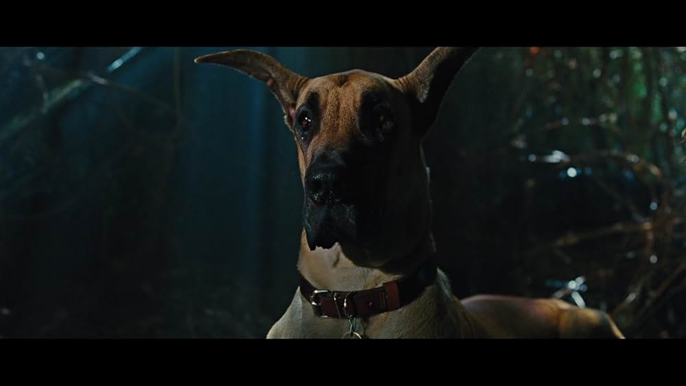 サーフィン ドッグの画像