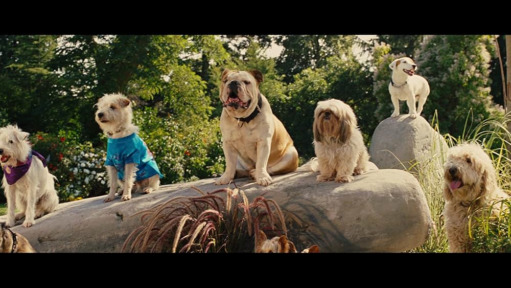 サーフィン ドッグの画像